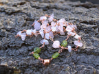 A handmade wire-wrapped gemstone necklace featuring pale pink quartz and green beads, displayed on a textured dark gray bark surface.